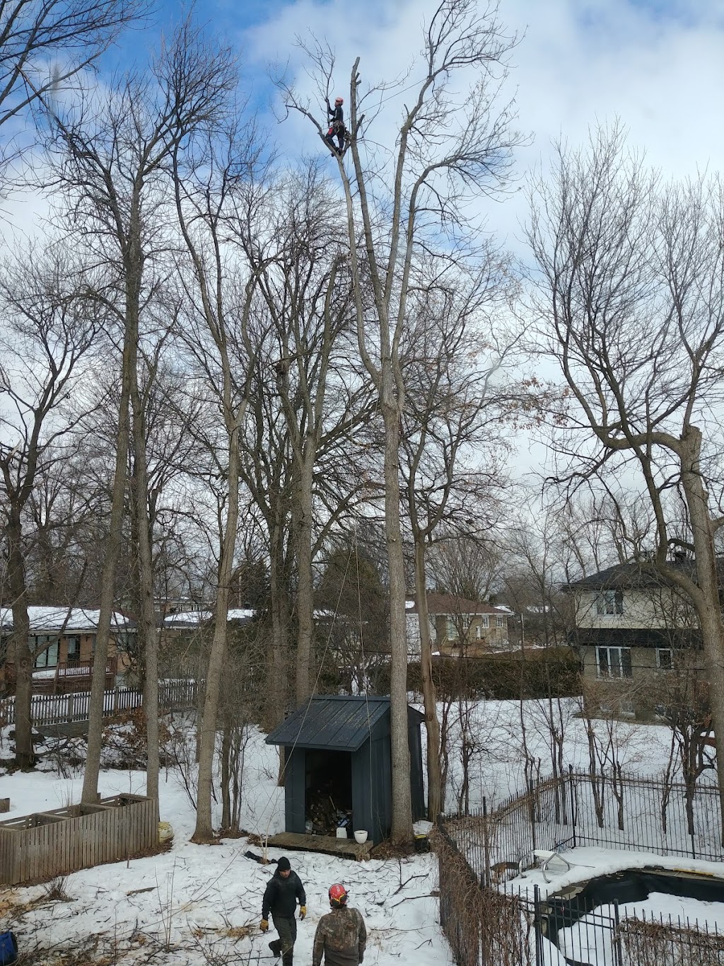 Pro Cut Tree Service | 116 Rue Sherbrooke, Beaconsfield, QC H9W 1N4, Canada | Phone: (438) 924-9437