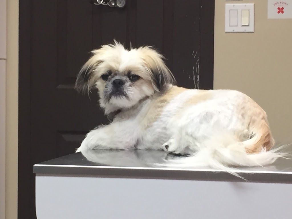 Veterinary Hospital AnimaPlus Les Coteaux | 167, rue Principale, Les Coteaux, QC J7X 1A1, Canada | Phone: (450) 267-8210