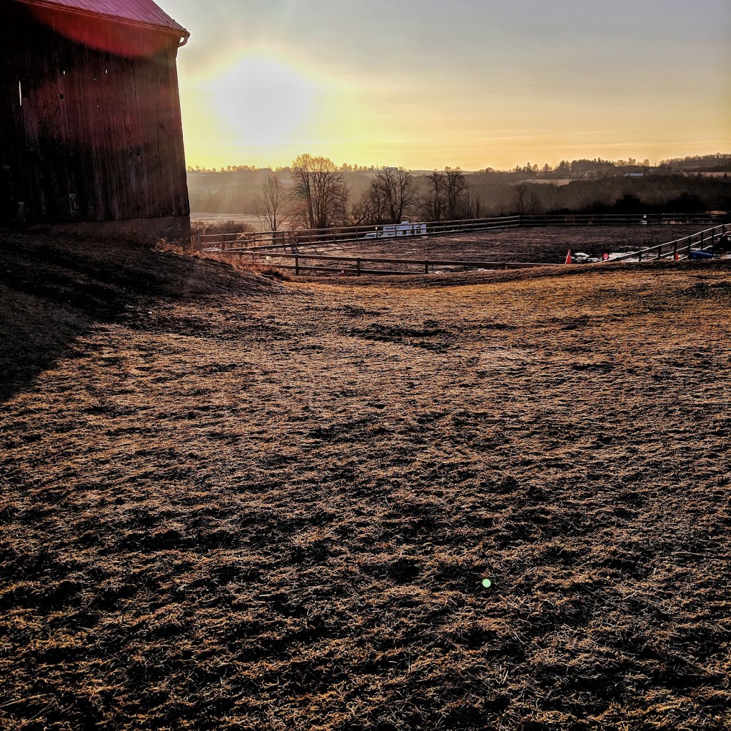 Talisman Equestrian | 4560 Hwy 7, Omemee, ON K0L 2W0, Canada | Phone: (705) 799-2581