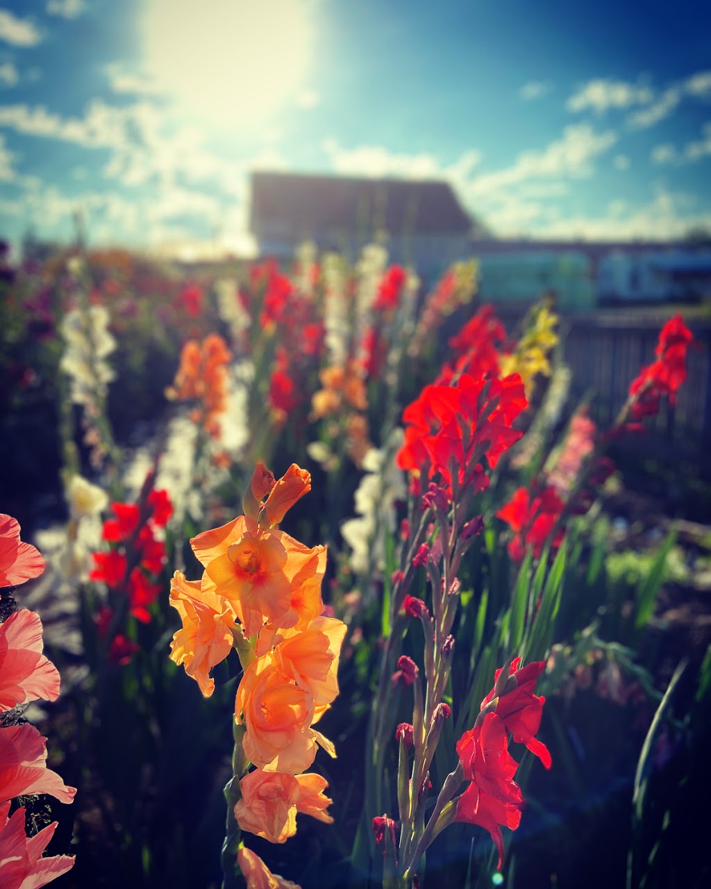 Early Bird Family Farm | 2768 256 St, Langley Twp, BC V4W 1Y4, Canada | Phone: (604) 614-6184