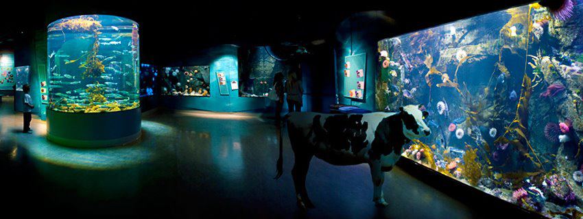 Holy Cow Communication Design | 2537 Beacon Ave suite 301, Sidney, BC V8L 1Y3, Canada | Phone: (250) 655-6597