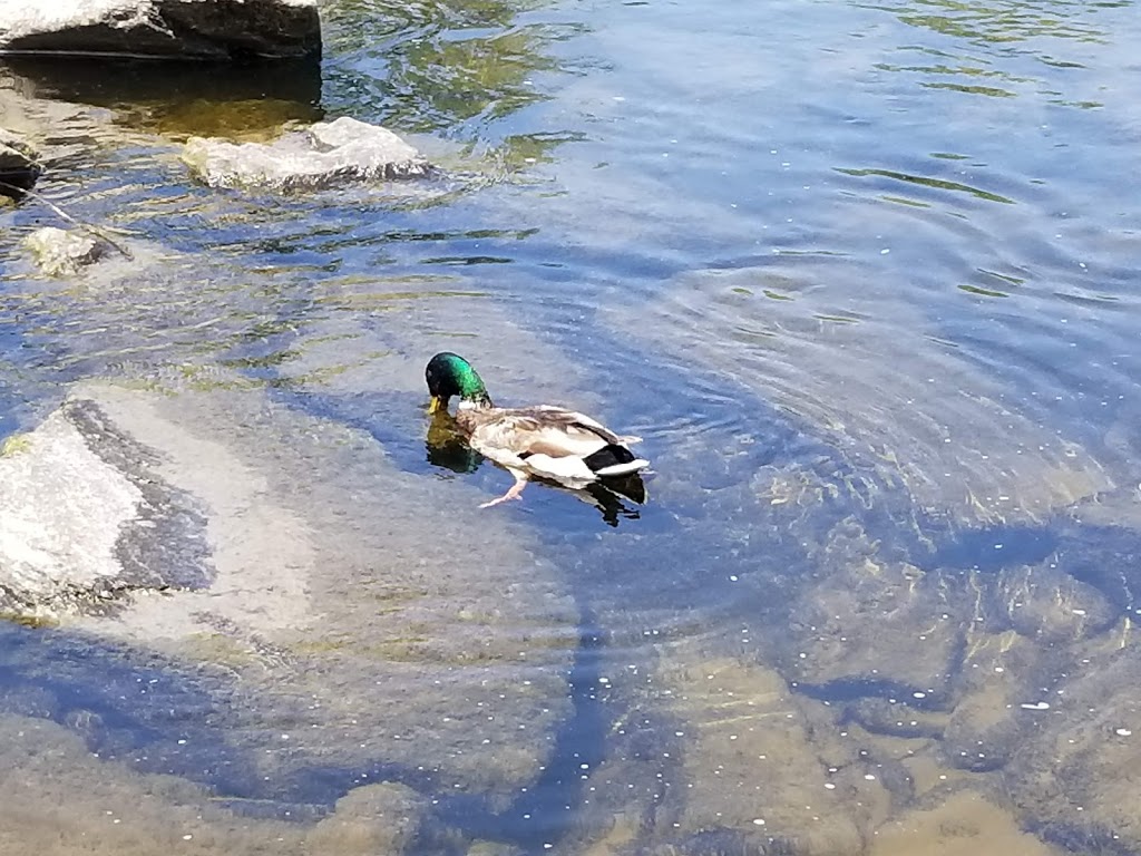 Moonlight Bay on Otter Lake Campground | 4790 County Rd 38, Portland, ON K0G 1V0, Canada | Phone: (613) 283-8659