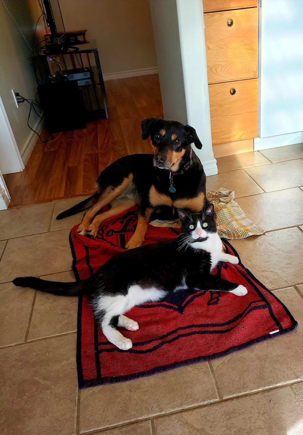 Huntsville Animal Hospital | 459 ON-60, Huntsville, ON P1H 1B5, Canada | Phone: (705) 789-5181