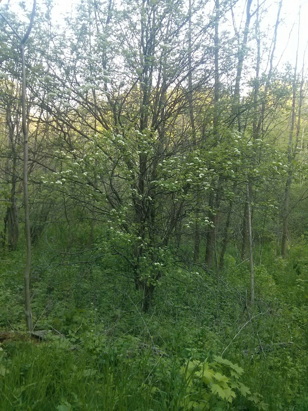 Topcliff Park | 75 Topcliff Ave, North York, ON M3N 1L6, Canada | Phone: (416) 392-2489