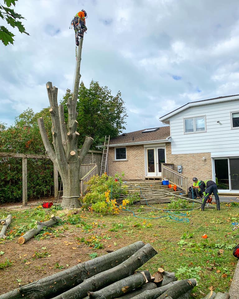 Great Lakes Tree Experts (4) | 48 Cedar Bush Dr, Southampton, ON N0H 2L0, Canada | Phone: (226) 668-4961