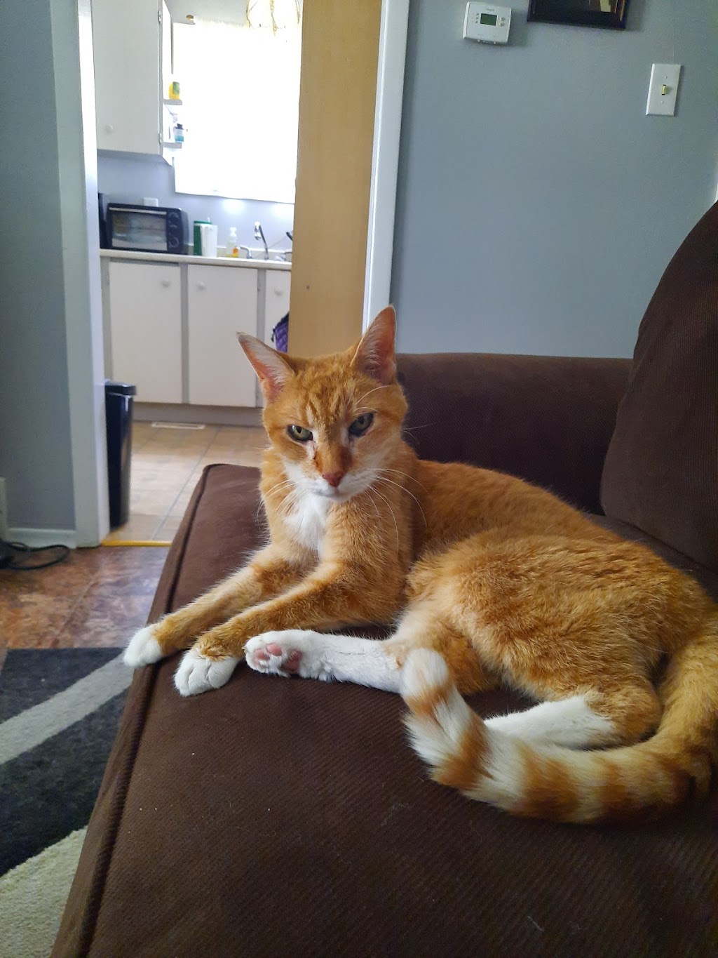 Sana Adelaide Animal Hospital | 500 Adelaide St N, London, ON N6B 3J2, Canada | Phone: (226) 636-0646