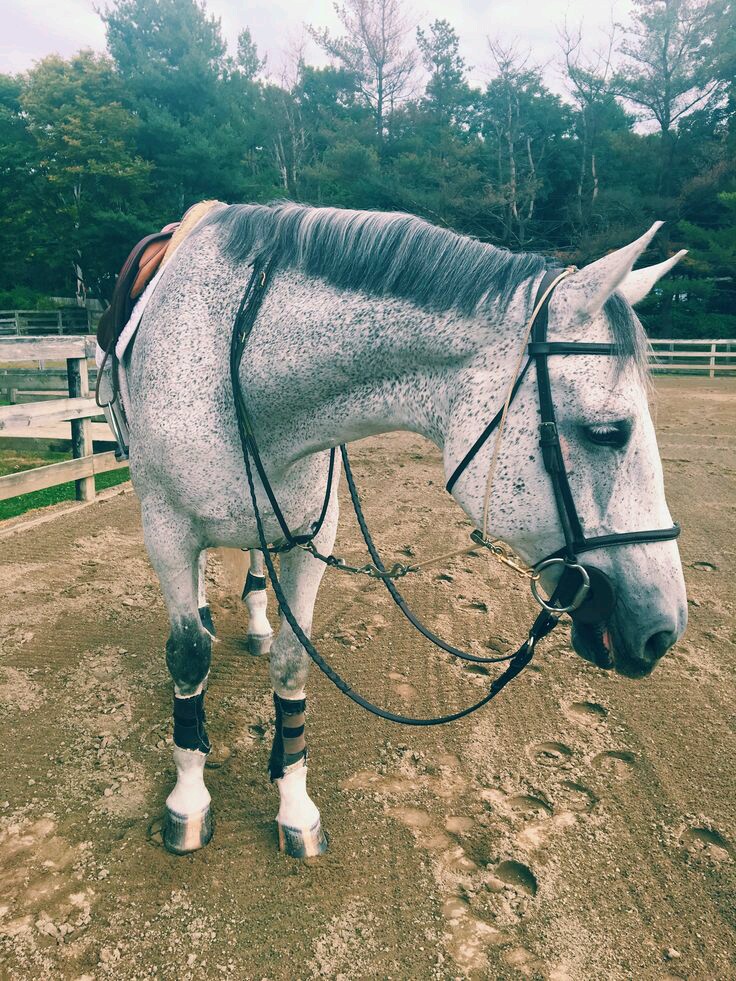 Centre Equestre Rosa Bella | 100 Chemin du Coteau-de-Trèfle S, Saint-Jean-sur-Richelieu, QC J2W 1B6, Canada | Phone: (514) 703-6697