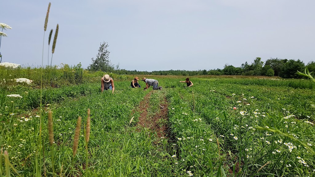 Plan B Organic Farms | 1377 5th Conc, Hamilton, ON N0B 1L0, Canada | Phone: (905) 659-2572