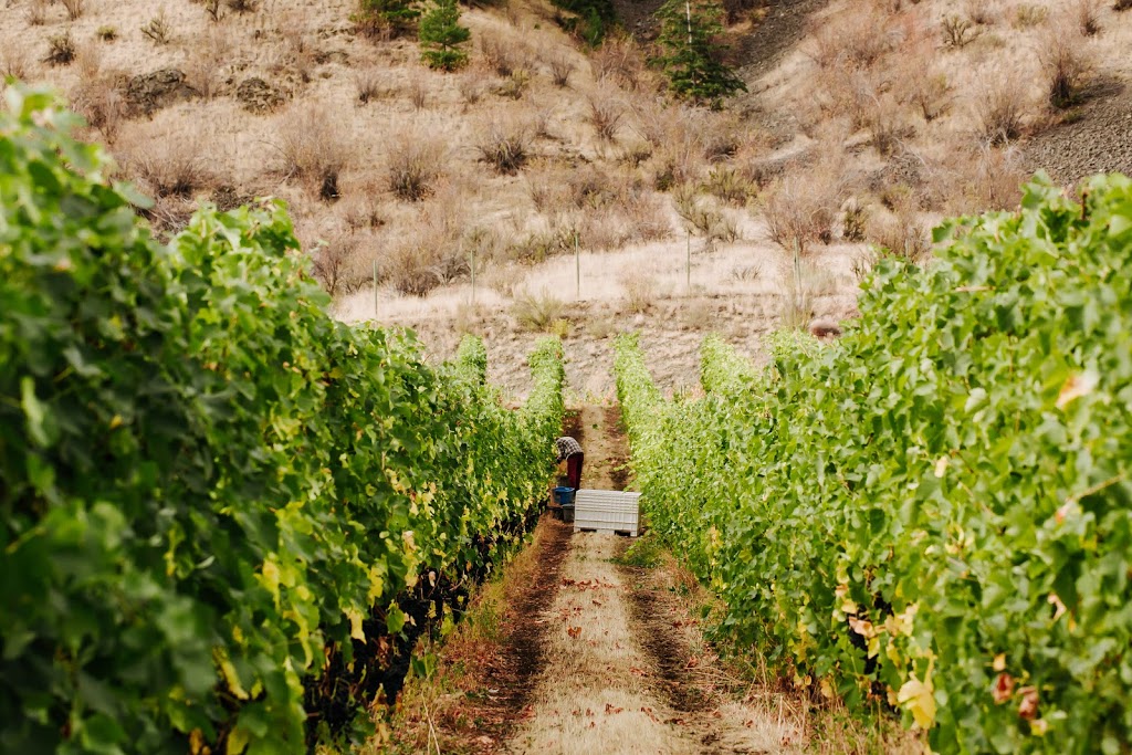 Gold Hill Winery | 3502 Fruitvale Way, Oliver, BC V0H 1T1, Canada | Phone: (250) 495-8152