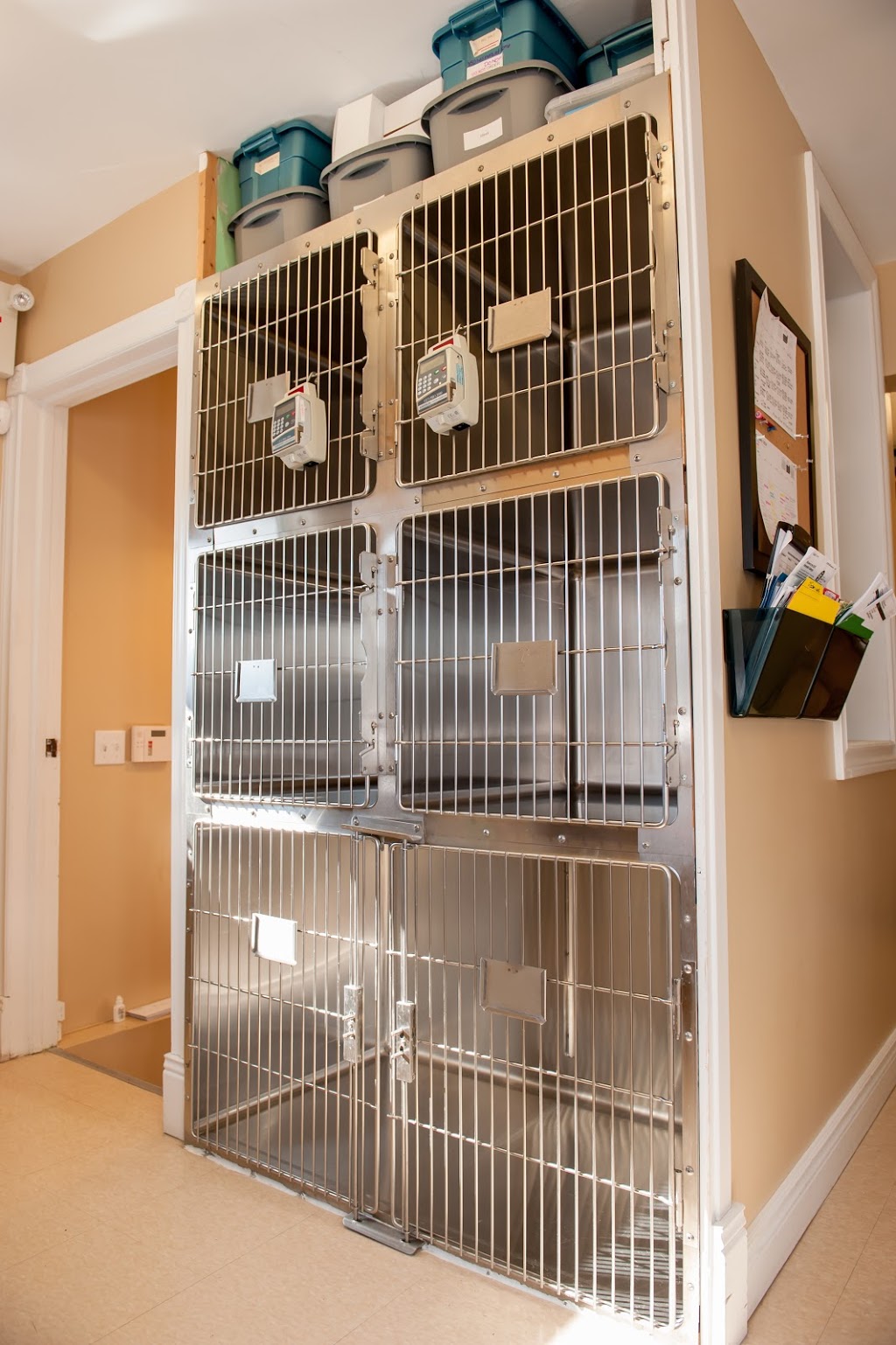 Charing Cross Cat Clinic | 138 Charing Cross St, Brantford, ON N3R 2J1, Canada | Phone: (519) 770-4228