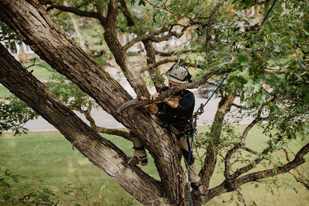 Boreal Tree Solutions | 88 Arnold Ave, Winnipeg, MB R3M 0S1, Canada | Phone: (204) 291-7960