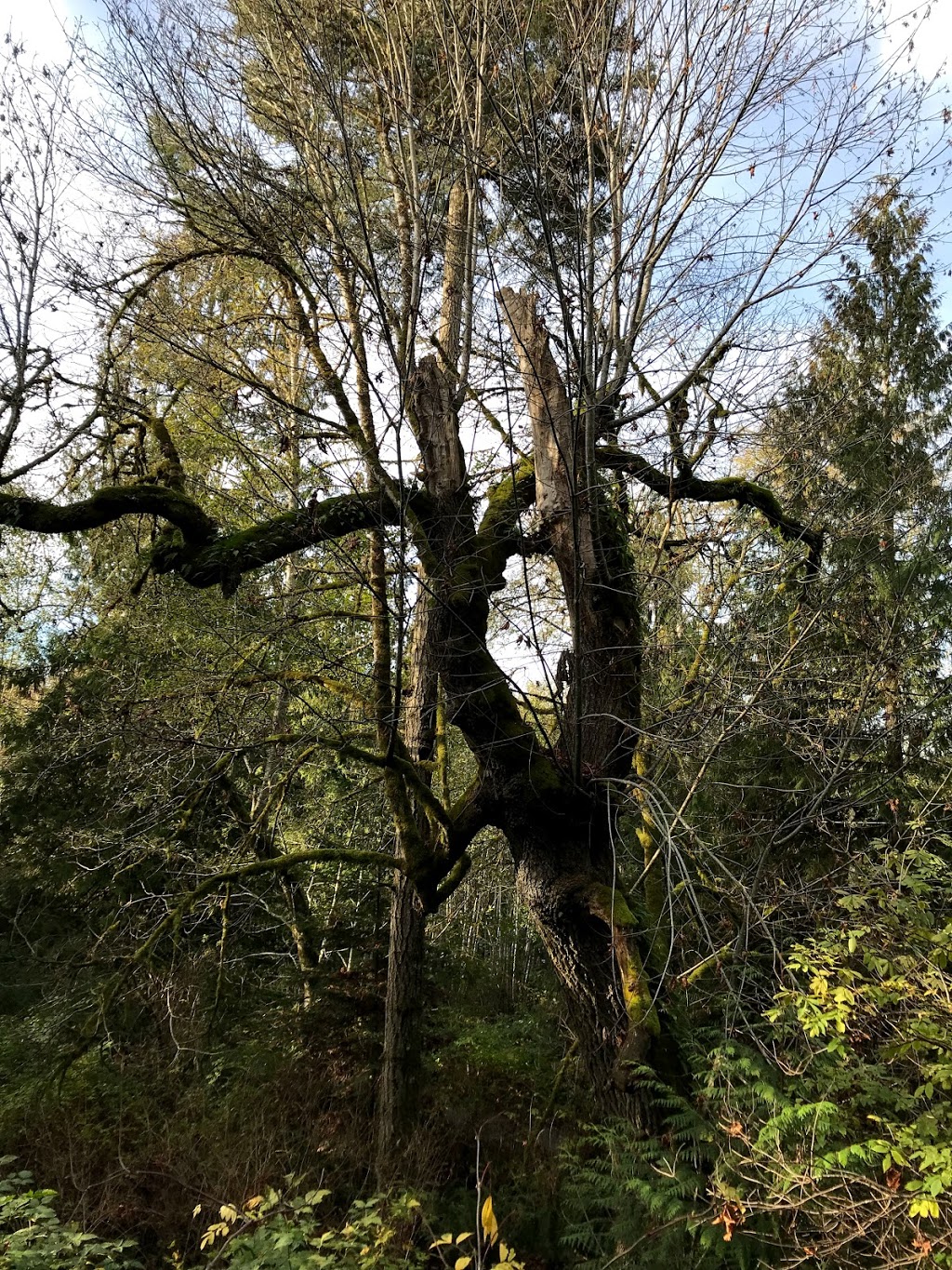 Wildergarden Covehouse Vacation Rental | 1960 Gillespie Rd, Sooke, BC V9Z 0Z2, Canada | Phone: (888) 850-0240