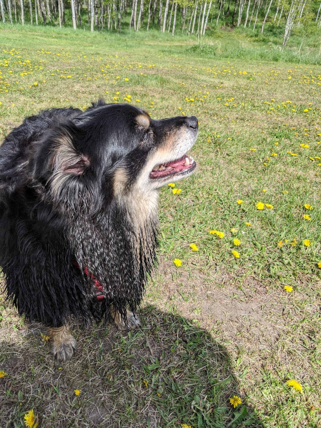 Paws A While Boarding Kennel | 51024 Range Rd 200 #40, Alberta T0B 4J1, Canada | Phone: (780) 662-4878
