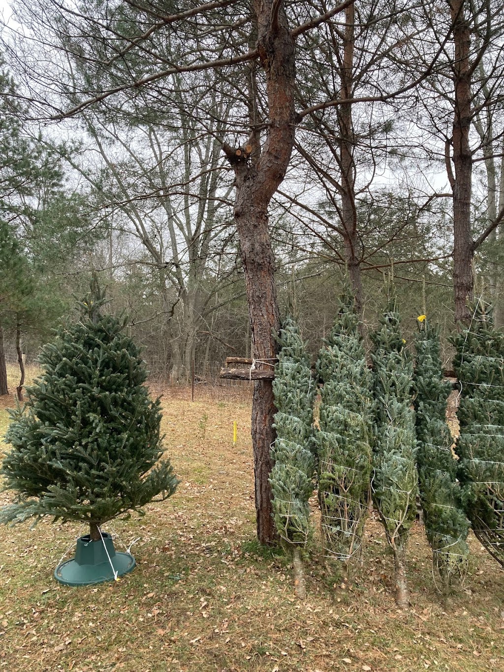 Hannon’s Christmas Tree Farm | 646 Glen Miller Rd, Trenton, ON K8V 0B5, Canada | Phone: (613) 920-7173