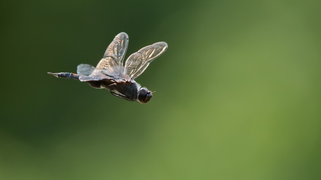 Raymond Barlow Nature Photo Tours | 242 Lakeport Rd Suite 6, St. Catharines, ON L2N 6V2, Canada | Phone: (905) 520-8853