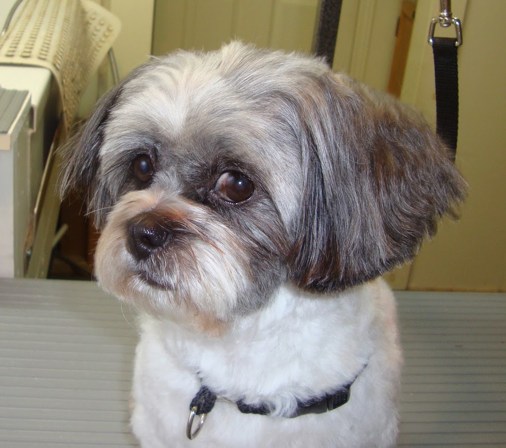 Digits Dog Grooming | 48 Lakeshore Rd, Selkirk, ON N0A 1P0, Canada | Phone: (905) 776-1210