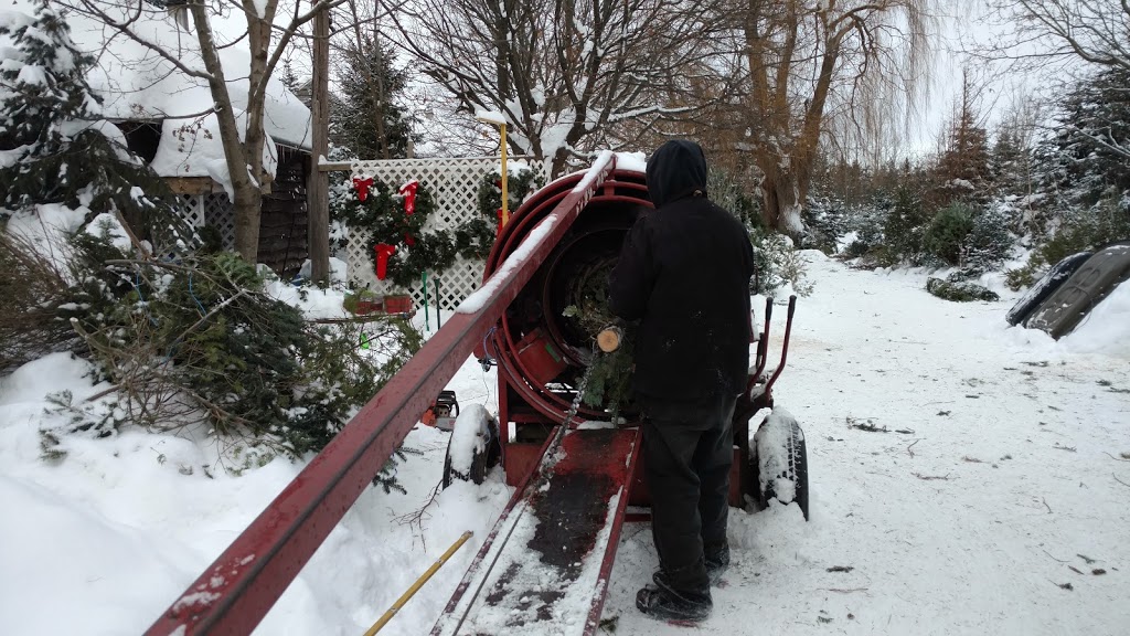 Tree Haven Evergreen Nursery Inc | 981 Jamison Rd, Elma, NY 14059, USA | Phone: (716) 652-4206