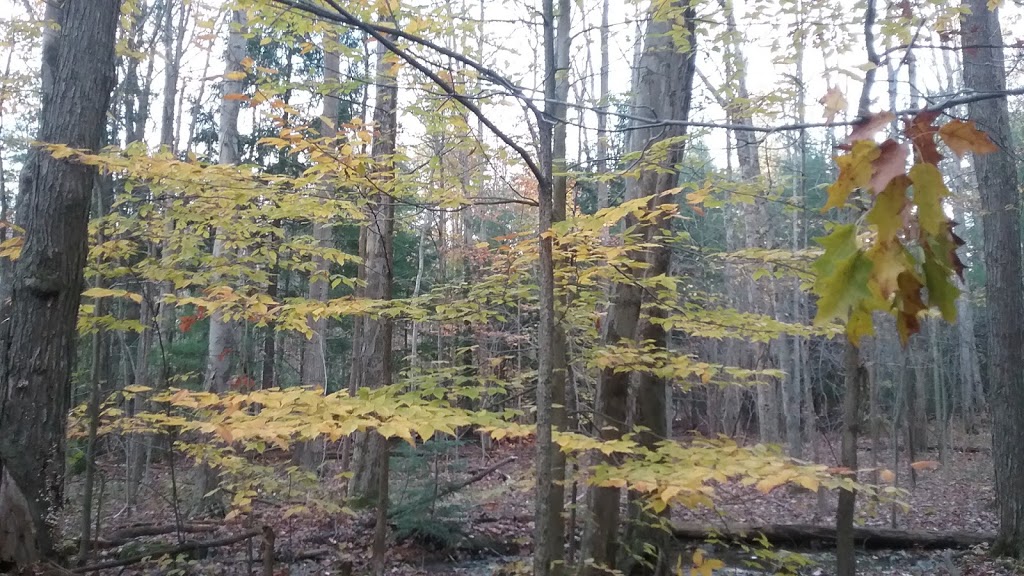 Larkin Woods/Franklin Gulf County Park Trailhead | 9998 Larkin Rd, Eden, NY 14057, USA