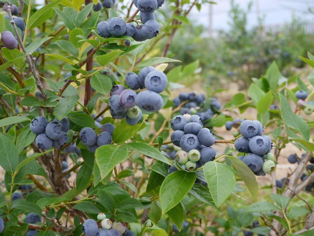 La Bleuetière - Autocueillette ou au kiosque | 704 Rang Marigot, Saint-Apollinaire, QC G0S 2E0, Canada | Phone: (418) 881-2206