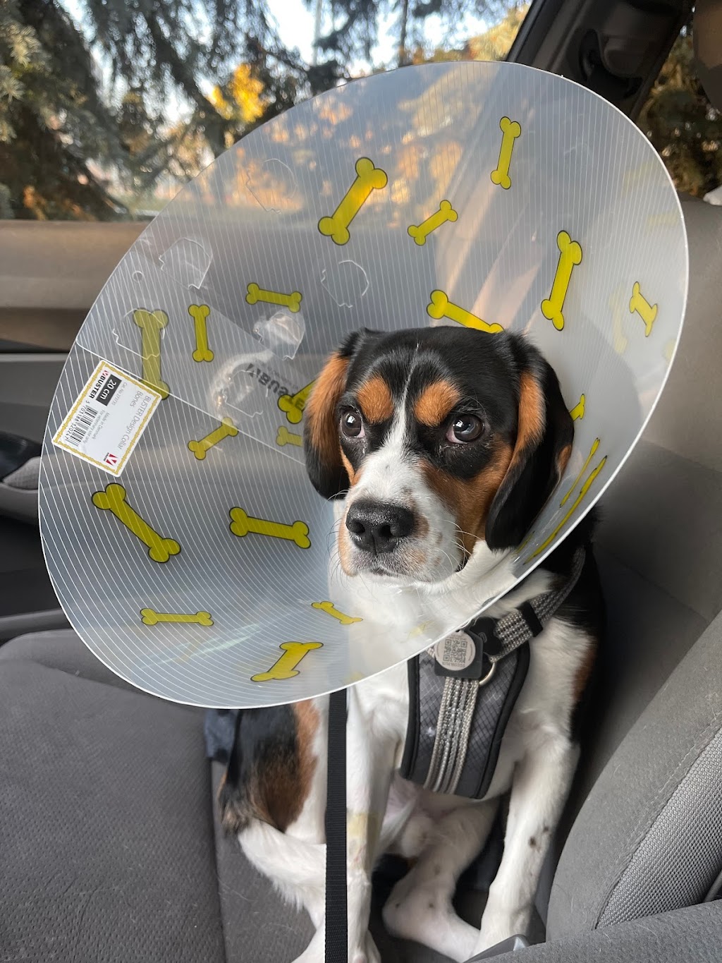 VCA Canada Marlborough Animal Hospital | 1440 52 St NE #186, Calgary, AB T2A 4T8, Canada | Phone: (403) 273-4664