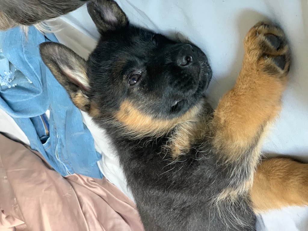 Sultan’s German Shepherds | 656 Tobacco Rd, Castleton, ON K0K 1M0, Canada | Phone: (416) 886-7015