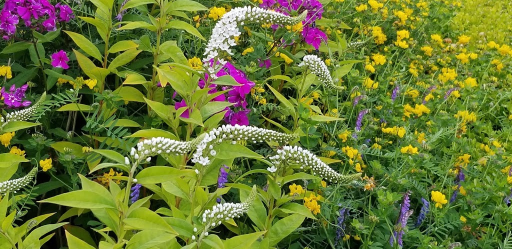 Full Bloom Lavender Farm | 2926 248 St, Langley City, BC V4W 2R2, Canada | Phone: (778) 955-5871