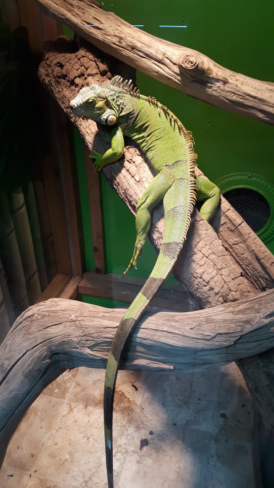 Monsieur Reptile | 165 Boulevard Ste Madeleine suite 6A, Trois-Rivières, QC G8T 3L7, Canada | Phone: (819) 909-6080
