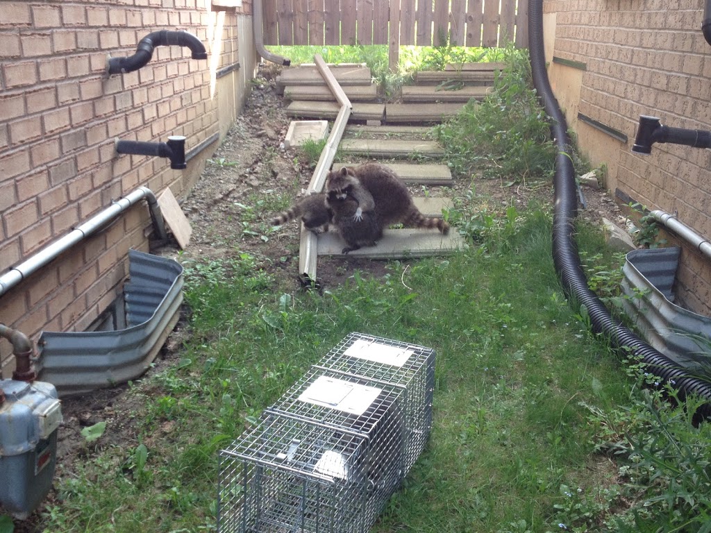 NICE PEST CONTROL | 49 Miramar St, Brampton, ON L6R 2S6, Canada | Phone: (416) 995-9877