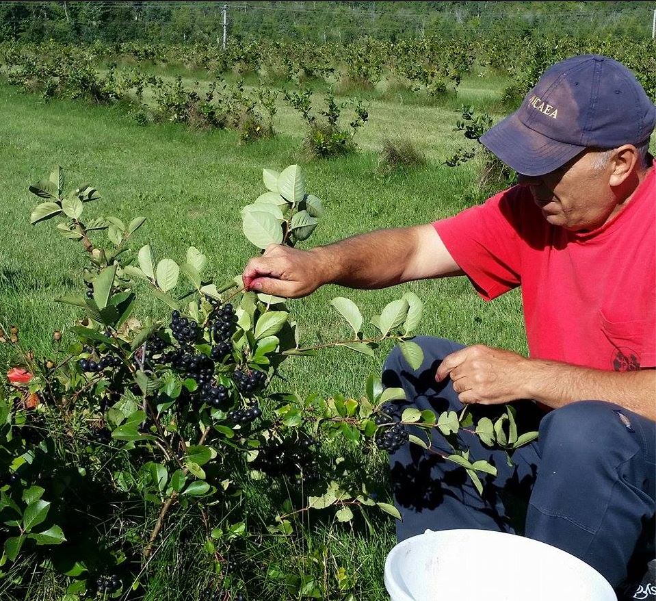 Silvios Aronia Farm | 1251 Scugog Line 8, Port Perry, ON L9L 1B2, Canada | Phone: (905) 985-3555