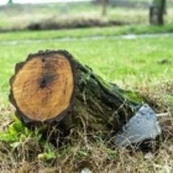 Brantford Tree Service | 565 Paris Rd, Brantford, ON N3T 6M2, Canada | Phone: (519) 756-6068