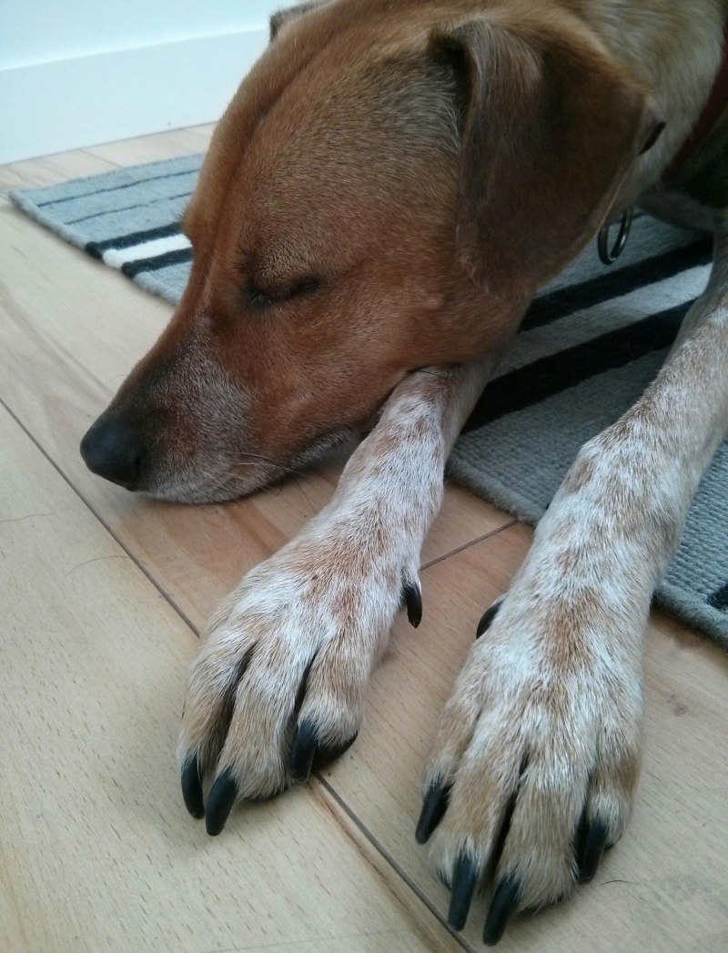 All Paws Massage | Discover Dogs, 701 Kingsway, Vancouver, BC V5T 3K6, Canada | Phone: (604) 700-4107