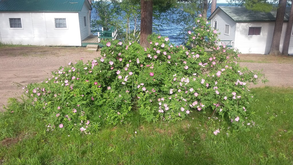 McMillans Cabins | 172 McMillan Rd, Golden Lake, ON K0J 1X0, Canada | Phone: (613) 625-2894