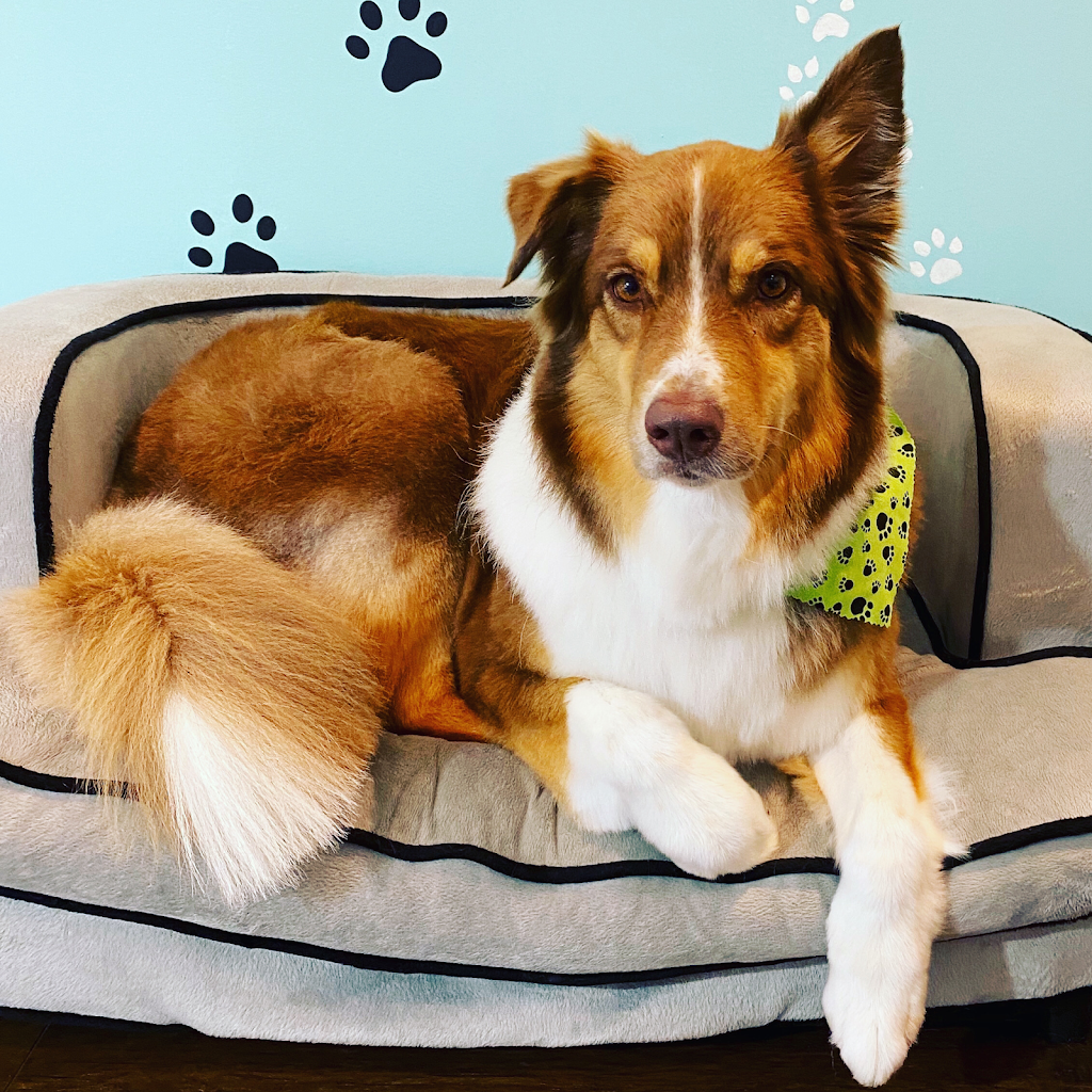 Grooming Loft Pet Salon | 187 Wilfred Ave, North York, ON M2N 5C8, Canada | Phone: (416) 836-2311