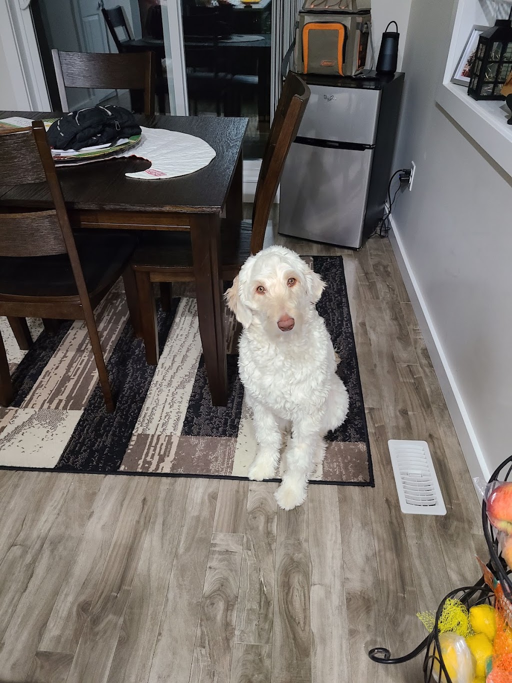 All Around Hound Dog Services | 1063 78 Ave NW, Edmonton, AB T6P 1L8, Canada | Phone: (780) 893-3647