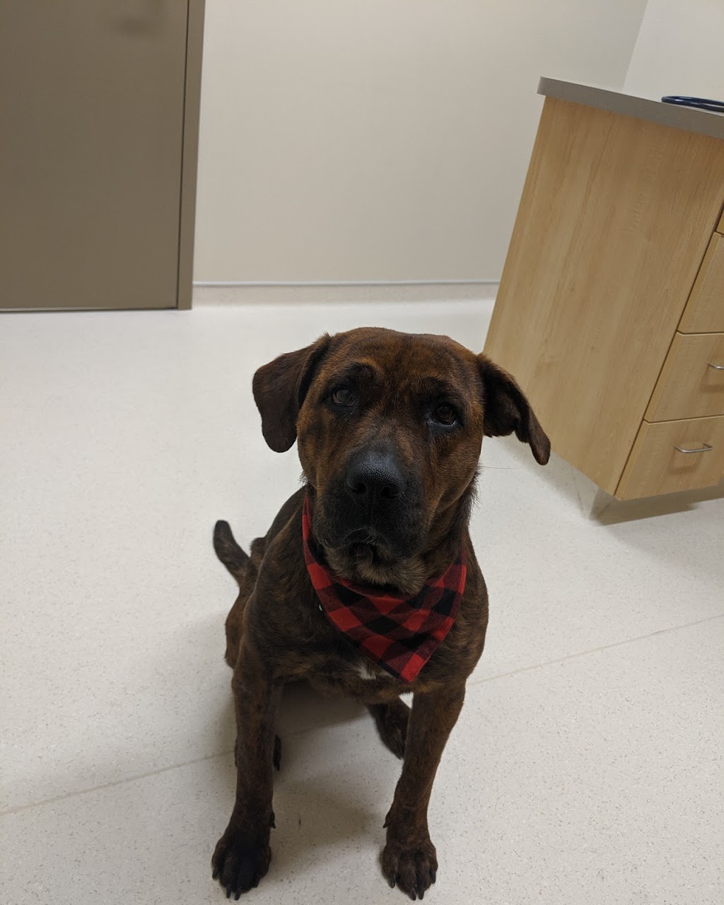 Beausejour Animal Hospital | Corner of Highways 302 and 44, Beausejour, MB R0E 0C0, Canada | Phone: (204) 268-2177