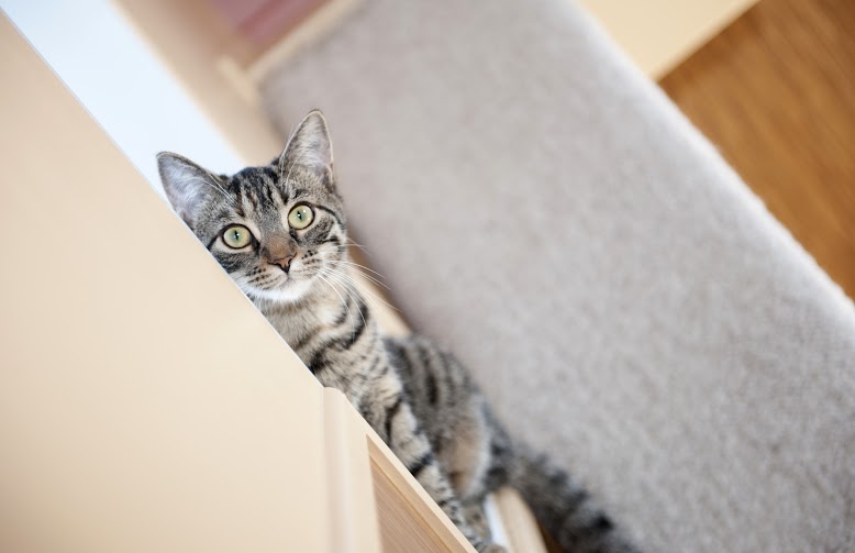 Village Veterinary Clinic | 1108 Concession St, Russell, ON K4R 1A6, Canada | Phone: (613) 445-5622