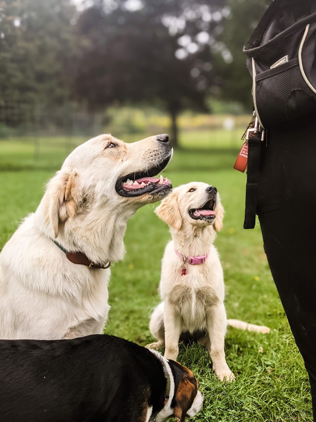 Camp Shake-A-Paw | 3023 Westdel Bourne, London, ON N6P 1N2, Canada | Phone: (226) 458-4488