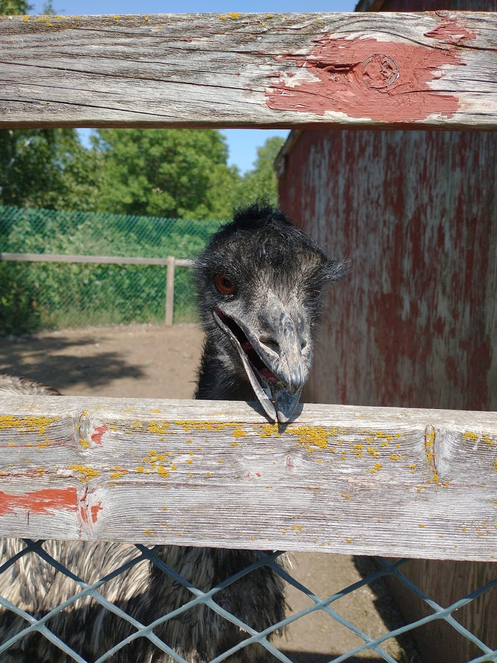 Ferme GIJAMIKA | 214 Rang de lEmbarras, Kamouraska, QC G0L 1M0, Canada | Phone: (418) 492-5304