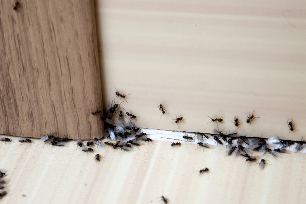 Pest Kings Wildlife & Pest Control Alliston | 140 Victoria St E, Alliston, ON L9R 1K6, Canada | Phone: (647) 988-5034