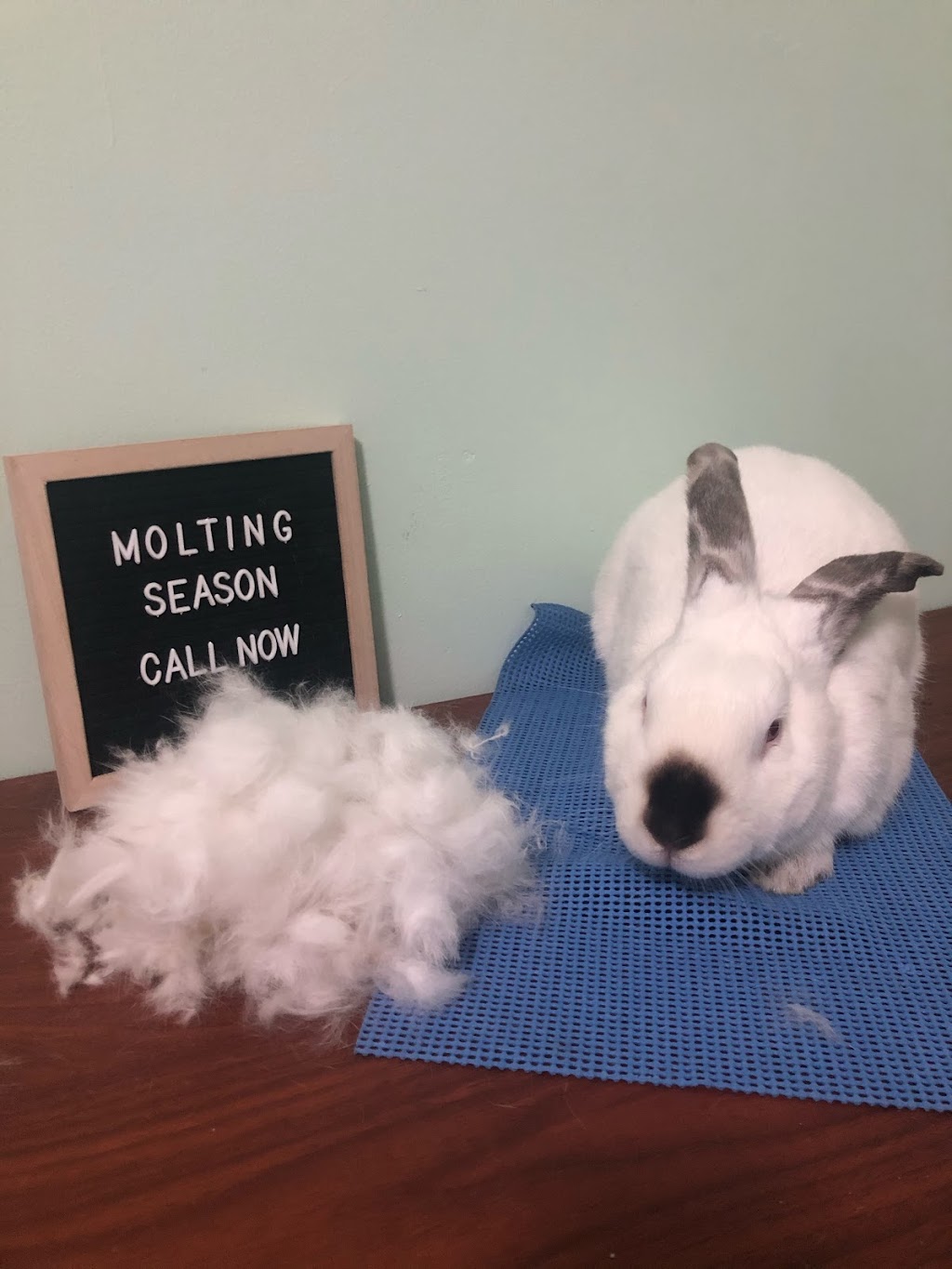 Funny Bunny Services | 10 Tansley Ave, Toronto, ON M1J 1P3, Canada | Phone: (647) 524-4535