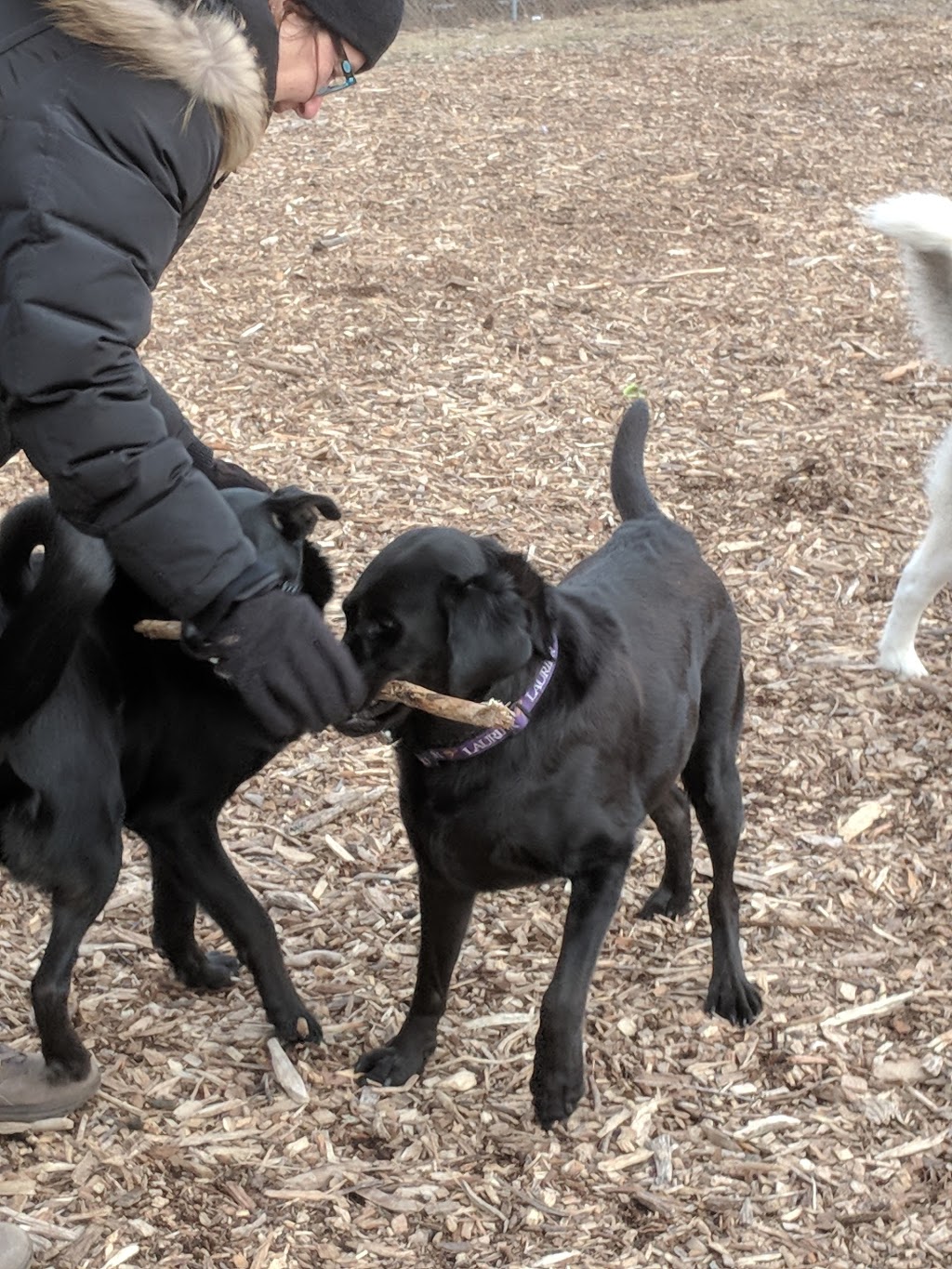 Hamilton/Burlington SPCA Dog Park | 245 Dartnall Rd, Hamilton, ON L8W 3V9, Canada | Phone: (905) 574-7722