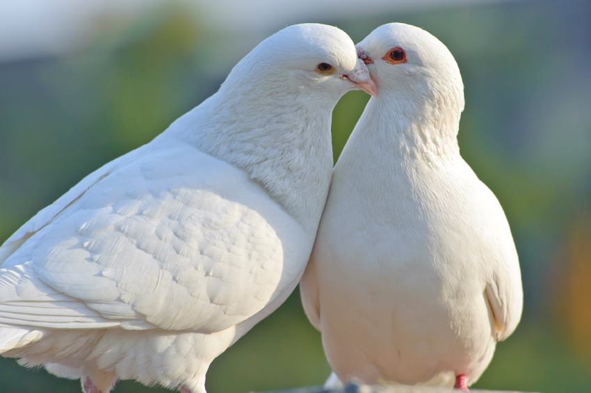 White Wings Worldwide/Release A Dove | 1 First St suite 220, Collingwood, ON L9Y 1A1, Canada | Phone: (416) 422-5561