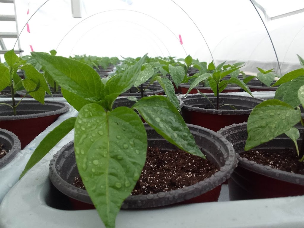 Au Gré du Sol | 126 Chem. Taché O, Saint-Cyprien, QC G0L 2P0, Canada | Phone: (819) 690-0819