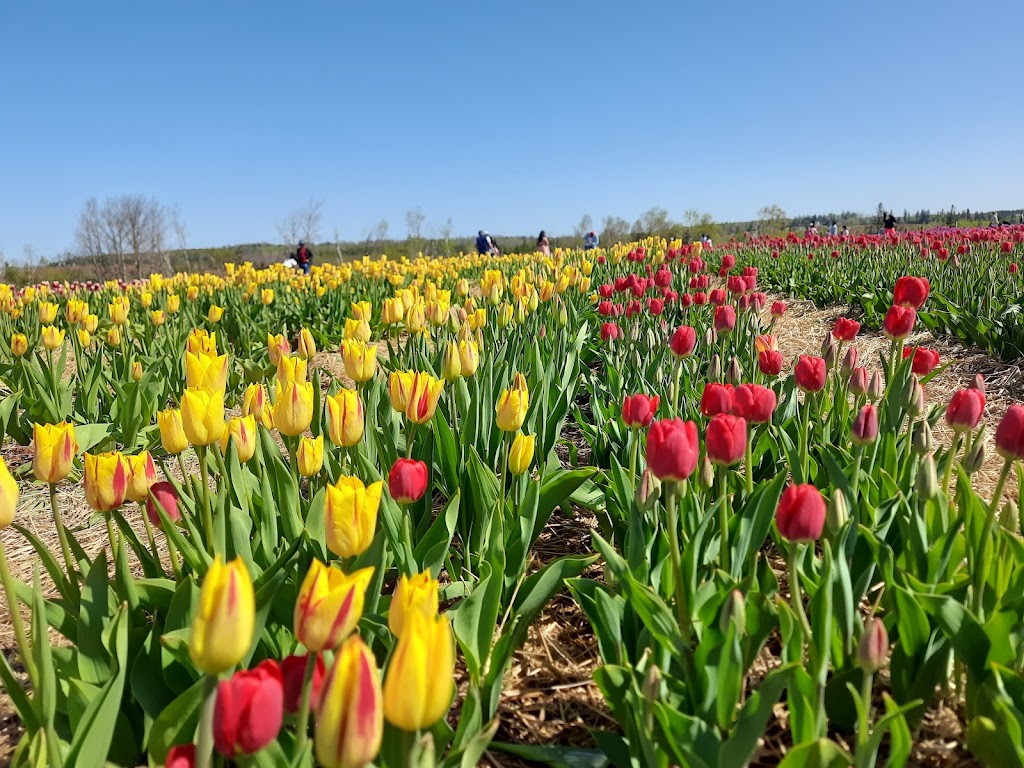 Belfast Tulips | 5265 Trans-Canada Hwy, Belfast, PE C0A 1A0, Canada | Phone: (902) 393-0792