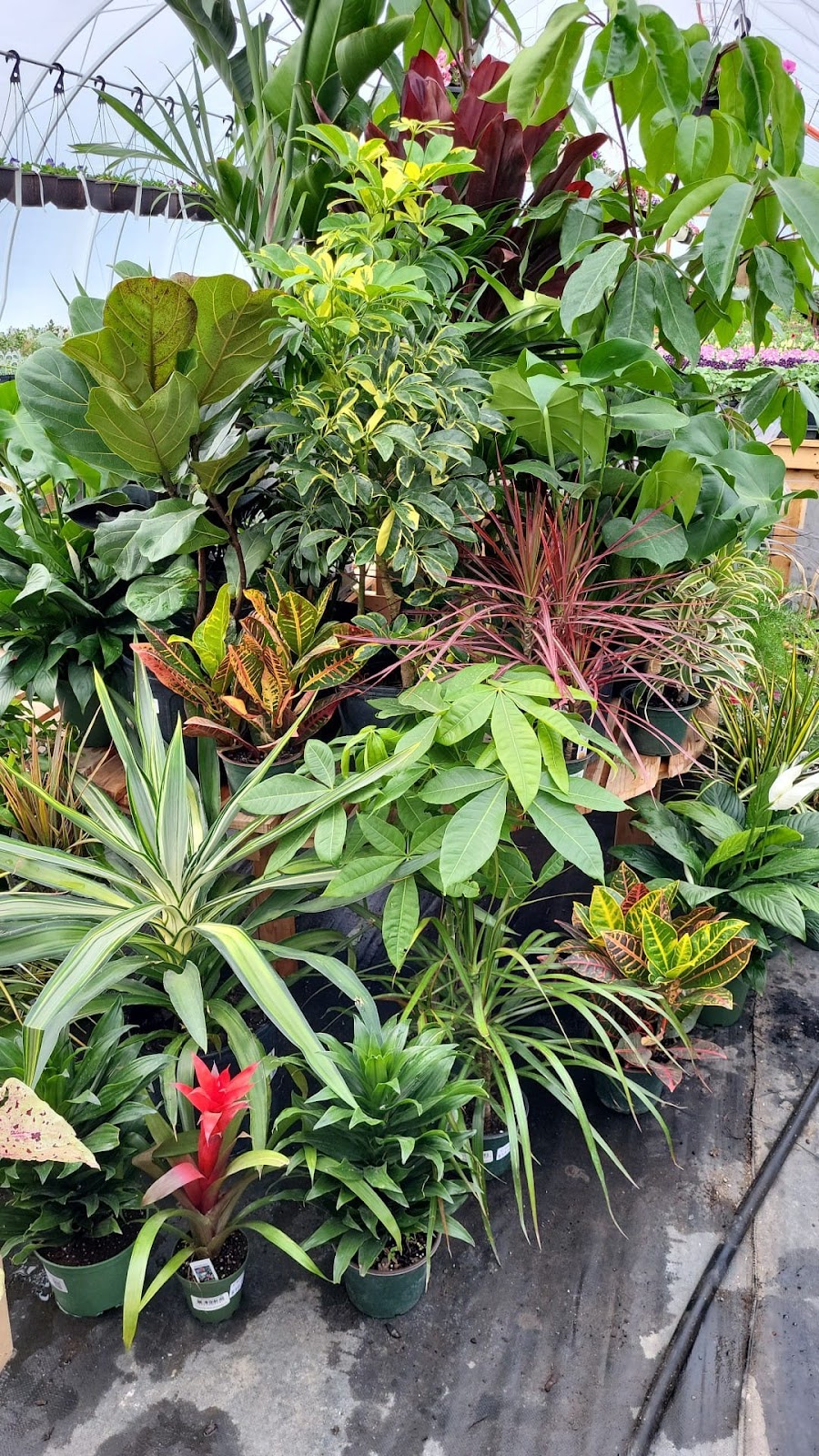 Parkside Gardens Greenhouse & Landscaping | MB-5, Riding Mountain, MB R0J 1T0, Canada | Phone: (204) 967-2135