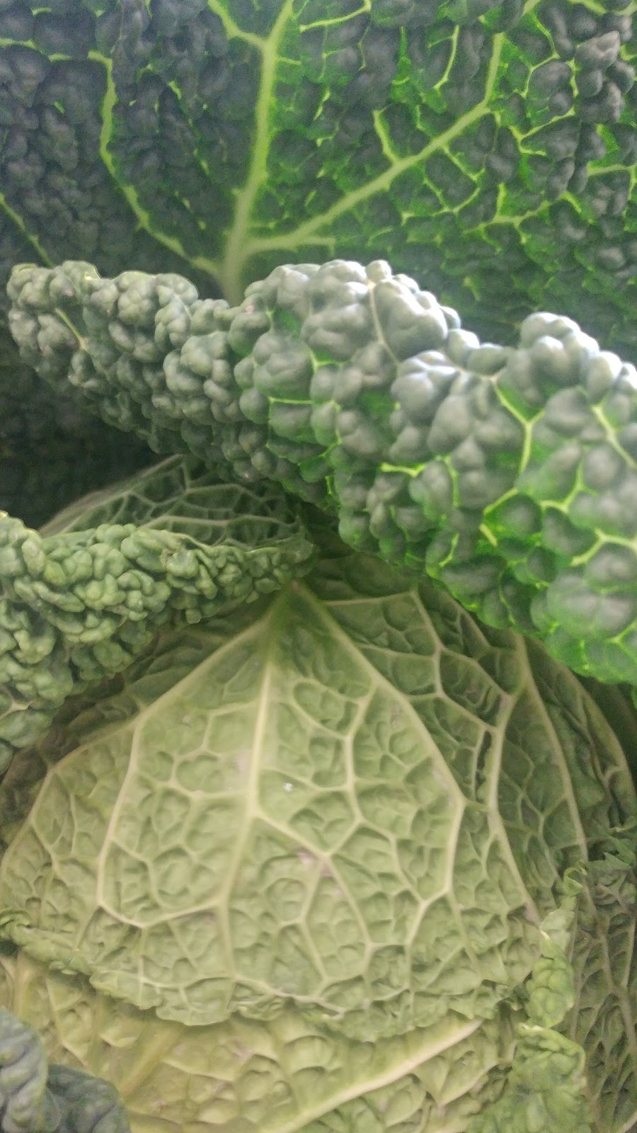 J S Nature Farms Ltd | 11500 McKenzie Rd, Richmond, BC V7A 1S4, Canada | Phone: (604) 273-6922