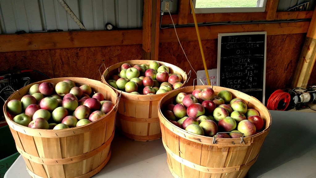 Stonehill Orchard | 2356 Shirley Rd, North Collins, NY 14111, USA | Phone: (716) 337-2380