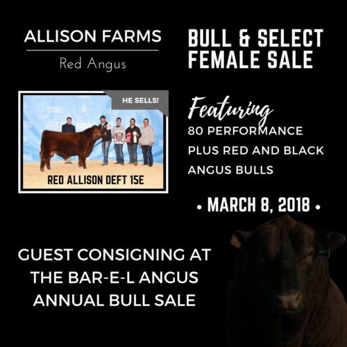 Allison Farms Angus | point of interest | 22568 TWP 384, Delburne, AB T0M 0V0, Canada | 4033506968 OR +1 403-350-6968