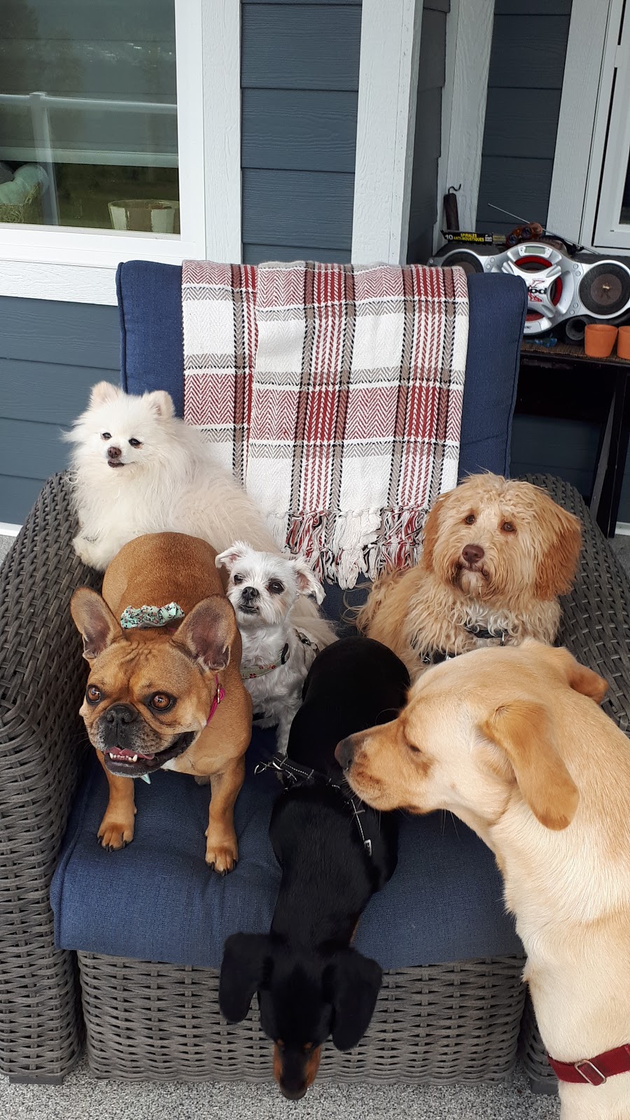 Doggy Day Care | 2801 Squilax-Anglemont Rd, Lee Creek, BC V0E 1M4, Canada | Phone: (587) 783-4325