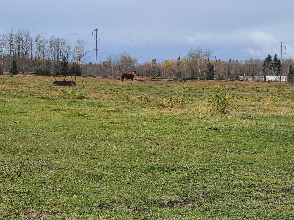 James River Horse Palace | Mountain View County, AB T0M 1C0, Canada | Phone: (403) 638-9494